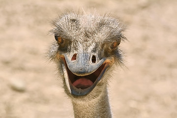 Image showing Portrait of Ostrich