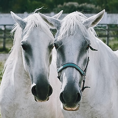 Image showing White Horses