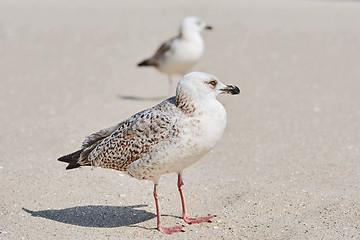 Image showing Gulls Birdlings on the Sand