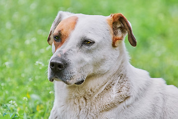 Image showing Portrait of Dog