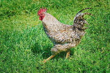 Image showing Rooster Walks by the Lawn