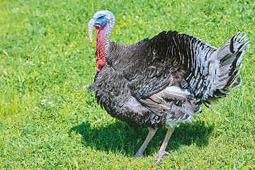 Image showing Turkey on Grass