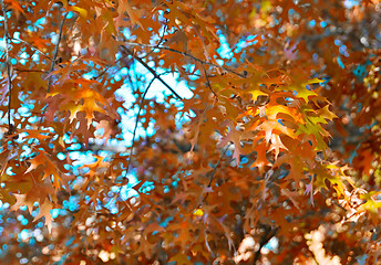 Image showing autumn leaves background