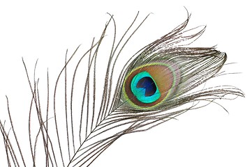 Image showing Peacock feather