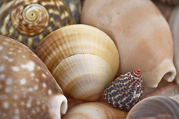 Image showing seashells background