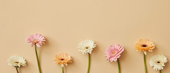 Image showing panorama with different bright gerbera flowers on a beige background