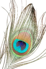 Image showing Peacock feather