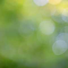 Image showing Green colorful natural blurred background of green leaves in a garden with bokeh circles.