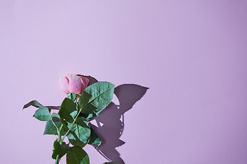 Image showing Pink rose with green leaves on a purple background