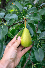 Image showing Pears growing on a branch with green leaves in the garden outdoors in summer. A man\'s hand picking a fruit