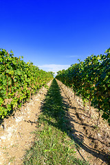 Image showing typical vineyard in northern Italy Trentino