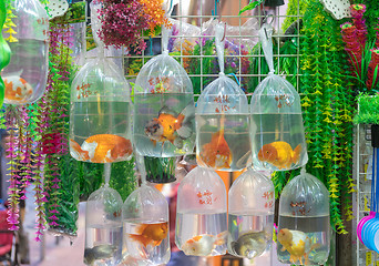 Image showing Gold Fish