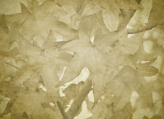 Image showing old paper with fall leaves