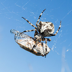 Image showing European Garden Spider, Araneus Diadematus or Cross spider with pray in spider web