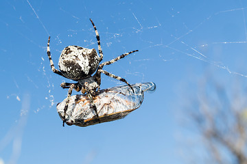 Image showing European Garden Spider, Araneus Diadematus or Cross spider with pray in spider web
