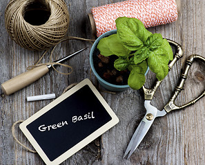 Image showing Planting Green Basil