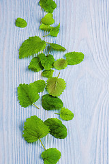 Image showing Green Mint Leafs