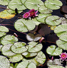 Image showing Pink Water Lilies