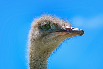 Image showing Portrait of Ostrich