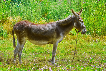 Image showing Donkey on Pasture