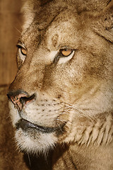 Image showing Portrait of Lioness