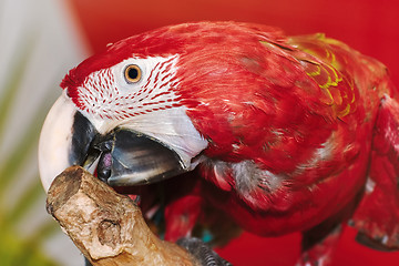 Image showing The Macaw Parrot