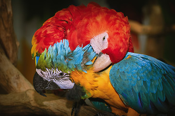 Image showing Macaw Parrots