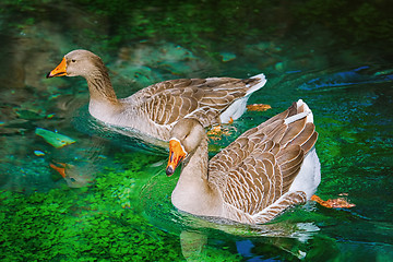 Image showing Geese Swims Down the River