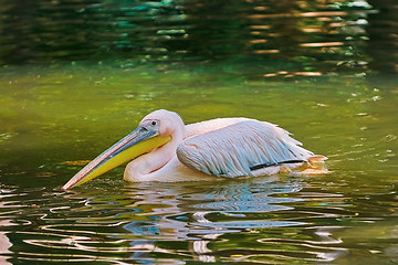 Image showing Pelican on the Pond