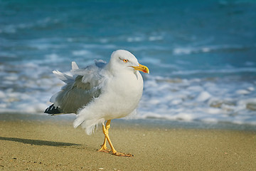 Image showing Seagull Walking by the Beach