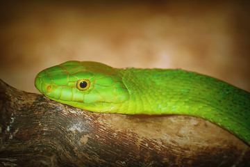 Image showing Eastern Green Mamba