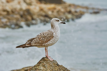 Image showing Seagull Resting on Stone