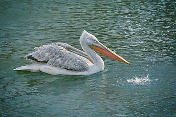 Image showing Grey Pelican on the Pond