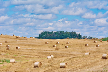Image showing Haystacks on the Field
