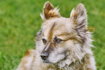 Image showing Portrait of Dog