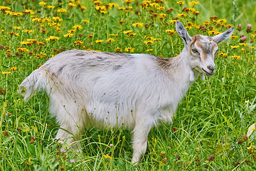 Image showing Goatee on Lea