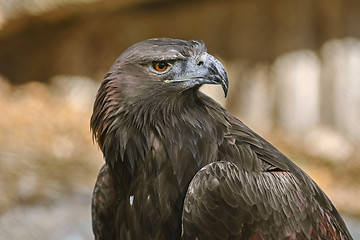 Image showing Portrait of Eagle