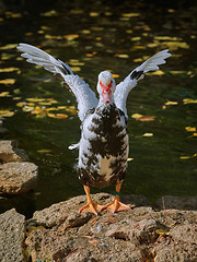Image showing Muscovy Duck on the Shore