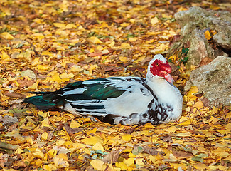 Image showing Resting Muscovy Duck