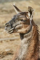 Image showing Portrait of Llama