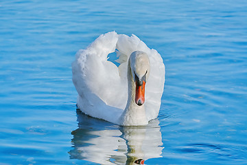 Image showing Swan on the Lake