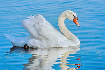 Image showing Swan on the Lake