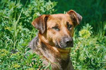 Image showing Portrait of Sstreet Dog