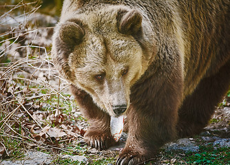 Image showing Bear Eating a Fish