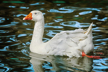 Image showing White Goose on Lake