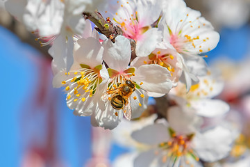 Image showing Bee on Flower