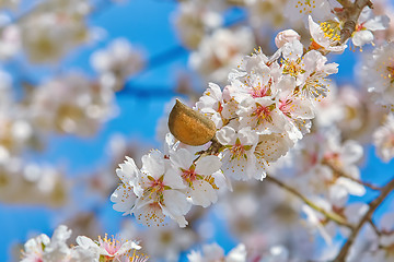 Image showing Flowering Almonds Tree