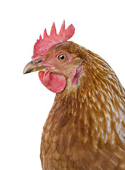 Image showing hen on white background