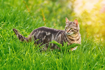 Image showing Cat in Grass