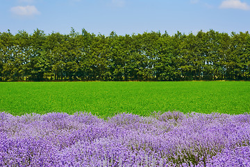 Image showing Lavender in front of Green Field